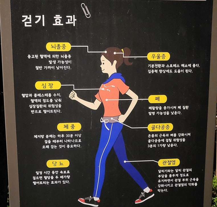 걷기 효과가 사람 신체와 부위별로 효과를 보기 좋게 보여줌