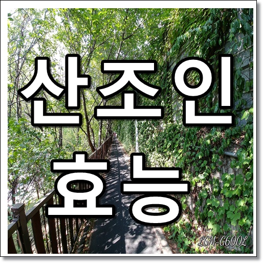 산조인 효능 썸네일 텍스트 이미지