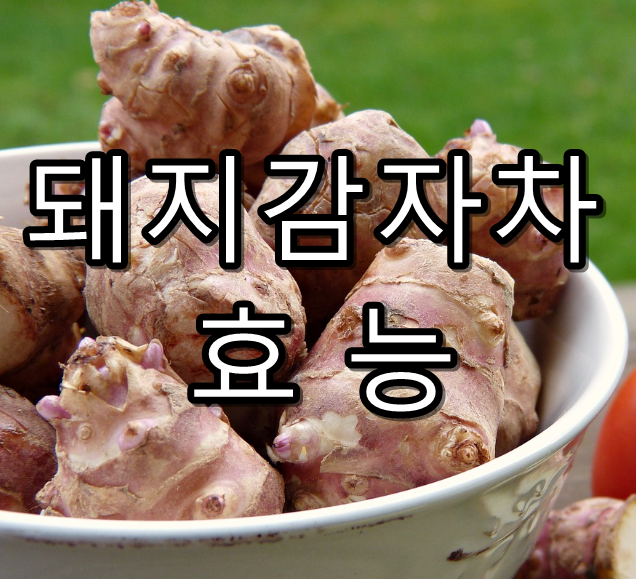 돼지감자차 효능 썸네일