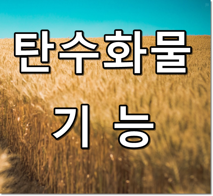 탄수화물 기능 텍스트 썸네일
